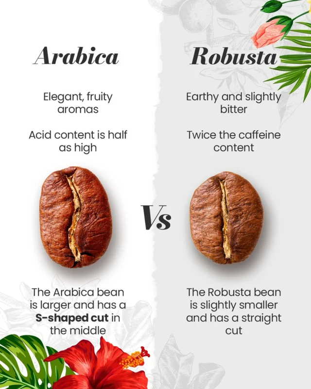 ☕🌱 Coffee isn’t just coffee… it’s a story of origin, aroma, and flavor.

Arabica, grown in the highlands, is the smooth and elegant gem. Its floral and sweet notes —sometimes with hints of chocolate or fruit— wrap the palate in a balanced, delicate experience, perfect for those who seek a refined ritual in every sip.

Robusta, born in low-altitude regions, is pure strength and character. With a bold body, low acidity, and a distinctive bitterness, it’s perfect for a powerful espresso. Plus, it contains almost twice the caffeine of Arabica — ideal for those moments when you need an extra boost.

✨ Two beans, two worlds… one shared passion: coffee.

At Encanto Café Store and Café Quindío, we proudly work with 100% Colombian Arabica coffee, grown in the mountains of Quindío. Every cup is a tribute to the smoothness, aroma, and quality that set us apart worldwide.

💛 Which one will fill your next cup?