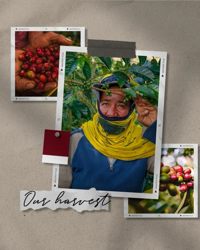 🌱☕ Every bean tells a story — a story of patience, dedication, and tradition. Our harvest is the heart of what we do, carried out by the hands of passionate coffee growers who carefully select each cherry to bring you the best flavors from our land. 💚

Behind every cup, there’s not just coffee, but effort, family, and heritage. This is our essence, our pride, and our way of sharing a little piece of our roots with the world. ✨

#EncantoCafé #OurHarvest #FromFarmToCup #CoffeeWithSoul