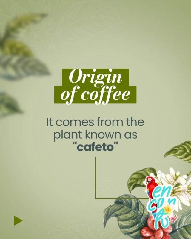 Every coffee begins with its origin.

In the mountains, where sun, soil, and time quietly come together, coffee takes shape. Each bean reflects the land it comes from, the care behind its harvest, and a tradition shaped over generations.

At Encanto Café, we believe understanding where coffee comes from deepens the ritual of drinking it. That’s why we value origin, process, and knowledge, not just in coffee, but in every choice we make.

Because the true charm of coffee begins long before the first sip. ☕️👌🏼💝