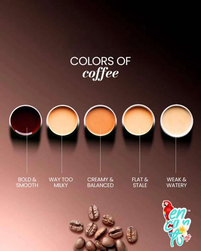 🌟 It’s not the color of the coffee… It’s its body speaking.

The tone in the cup reveals how the coffee will feel on your palate.

The shade of the brew speaks about its body:
darker → a more enveloping, structured sensation
lighter → a more delicate, subtle texture

Body is the weight of the coffee on your tongue,
the trace it leaves as it passes:
silky? creamy? light as water?

Stronger isn’t always better.
The real magic appears where texture, depth, and harmony meet.

Learning to see body… is the beginning of tasting coffee with new eyes. 
The perfect cup lives in harmony, where colour, flavour, and soul meet. 🩵☕

Which coffee tone defines your perfect
moment? 👀👇

#encantocafestore #ColorsOfCoffee #encantocafé 
#CoffeeBalance