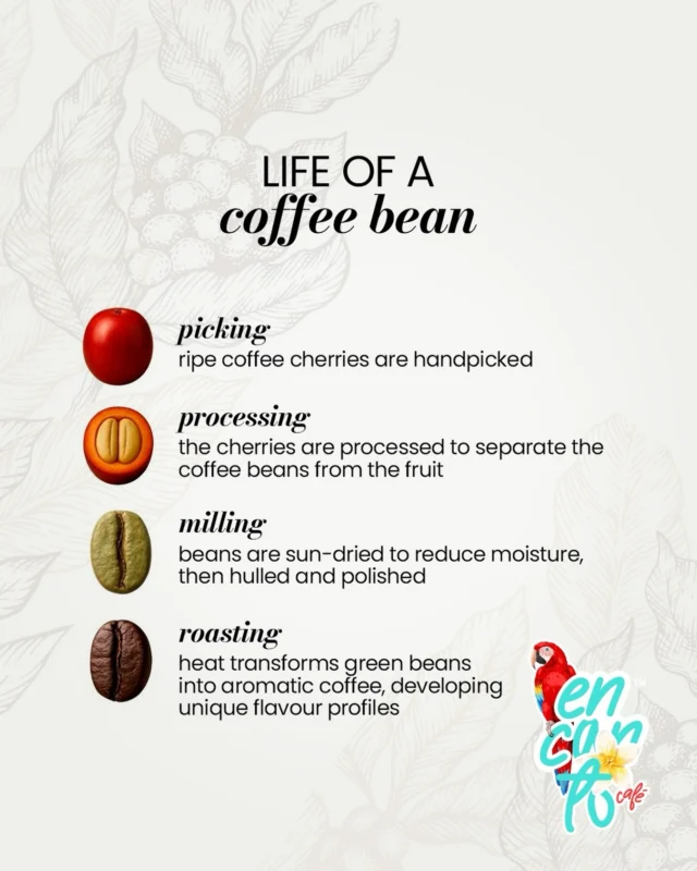From cherry to cup ☕🌱

Every coffee bean has a story. At Encanto Café, we celebrate the journey behind every sip — from handpicked ripe cherries, to careful processing, sun-drying, and finally roasting that unlocks those rich, aromatic flavors we all love.

Great coffee isn’t just brewed… it’s crafted every step of the way. 🇨🇴✨

Taste the journey in every cup.

#EncantoCafe #LifeOfACoffeeBean #ColombianCoffee