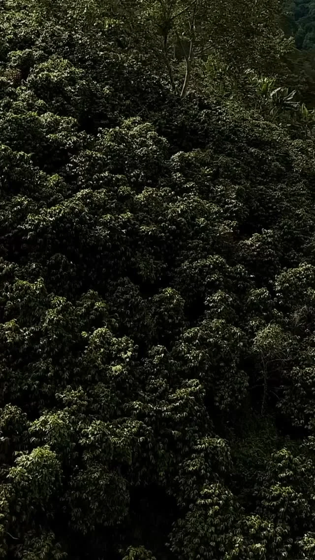 At Encanto Café, we have spent over a year elevating the experience of 100% Colombian coffee, sharing its origin, character, and tradition in every cup ☕️

As official distributors in Canada, we bring the very best of our essence to a market that values quality and authenticity ✨

Discover it at www.encantocafestore.com

#EncantoCafe #ColombianCoffee #CafeColombiano #CafeQuindio #EncantoCafeStore